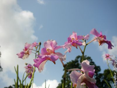 "orchidée de Singapour"